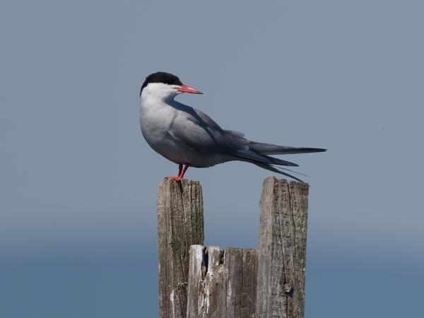 <h3>Sterna&nbsp;hirundo / Common&nbsp;tern / Visdief</h3>OM-1 Mark II met OLYMPUS M.150-400mm F4.5 TC, 1/2000 sec  bij F5.6, ISO 250, afstand 39.5&nbsp;m